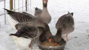 От храненето на гъските у дома